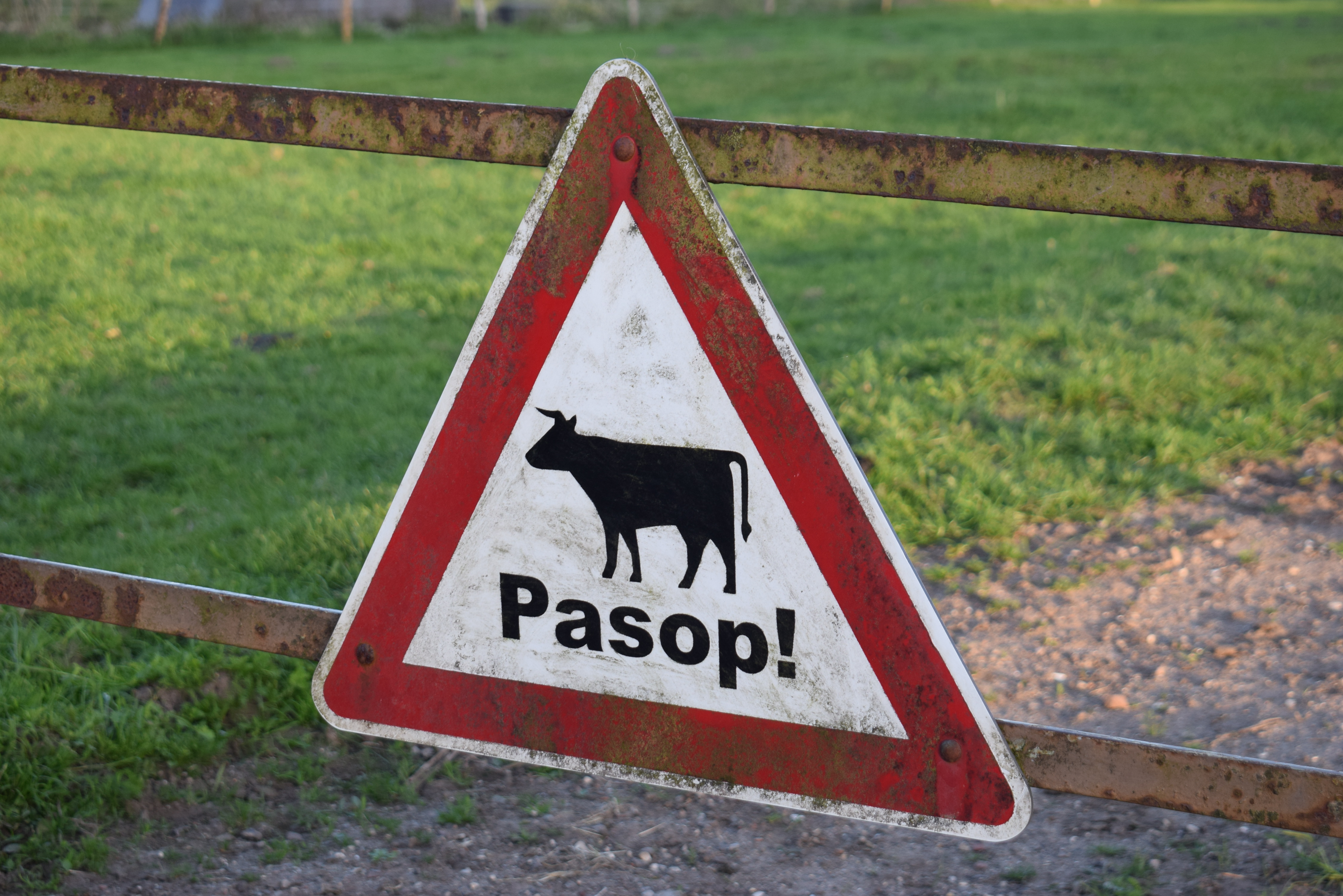 Schild mit einer Kuh und der Aufschrift: Pasop!