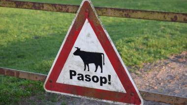 Schild mit einer Kuh und der Aufschrift: Pasop!